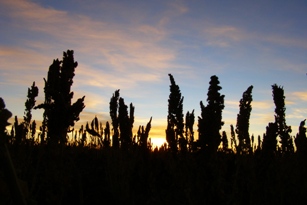 sweet bolivia